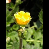 Geum urbanum var. Strictum (fam Rosacees) (Nouvelle-Zelande) (5)